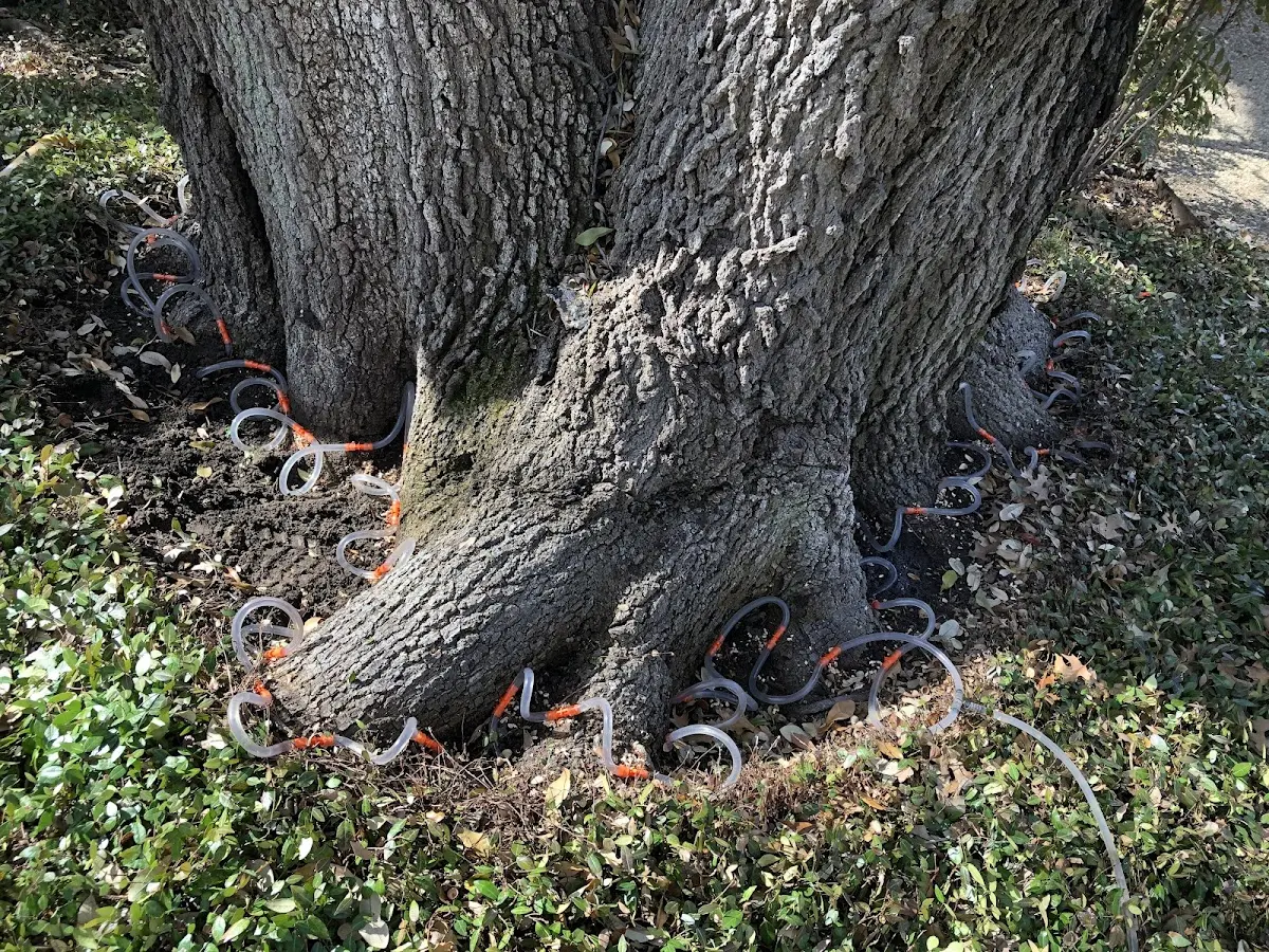 Detailed Tree Cabling and Bracing job site in Little River Academy