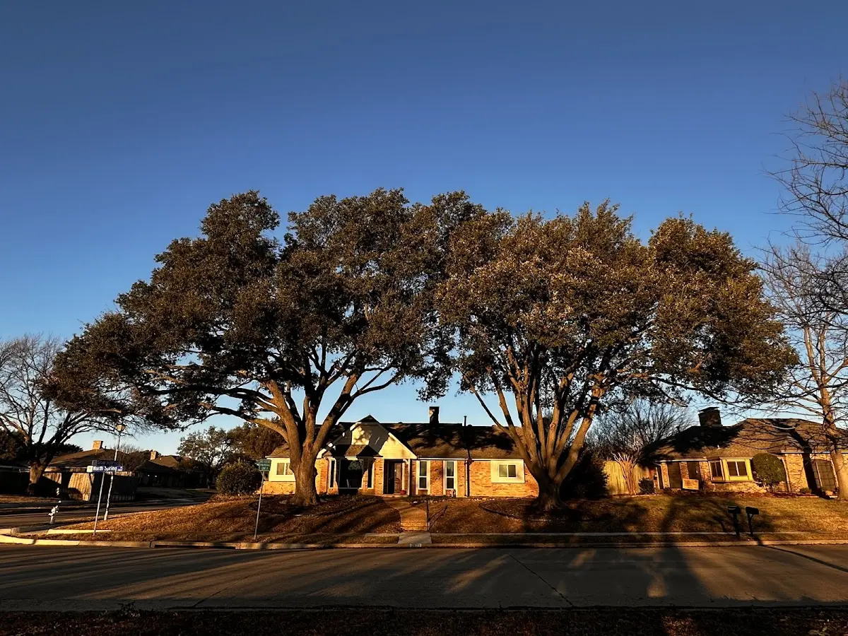 Established residential canopy tree shading a home in Little River Academy