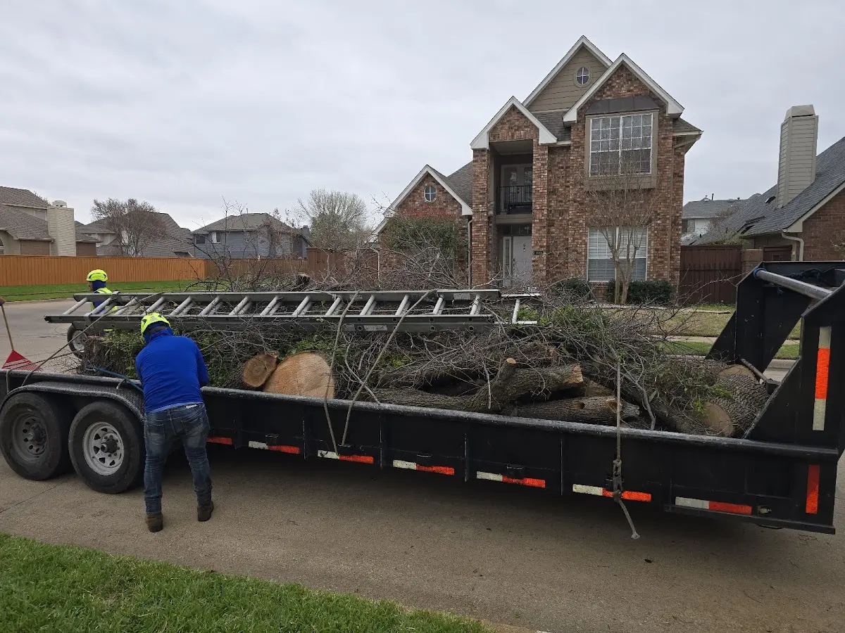Expert Tree Pest Control with proper safety equipment in Little River Academy
